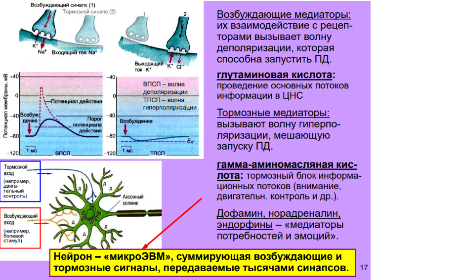 Нейро5.png