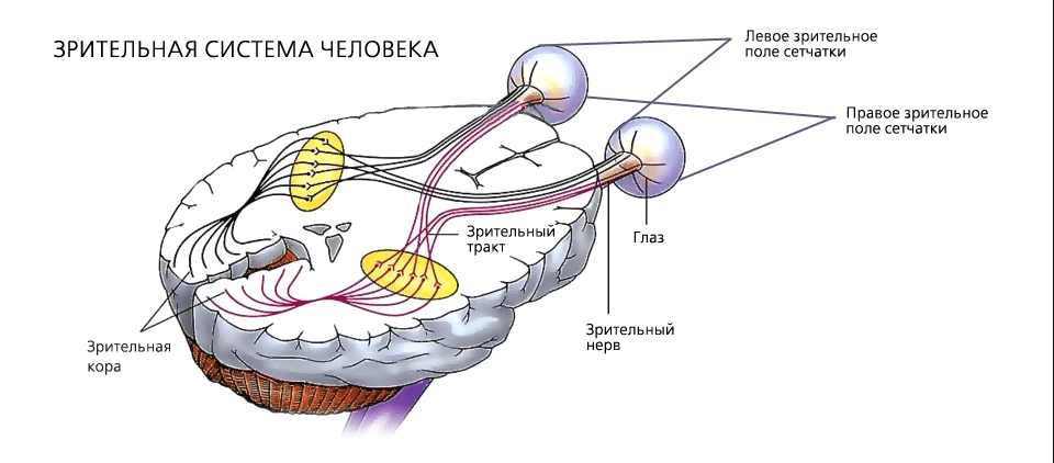 Зрительная система человека.png