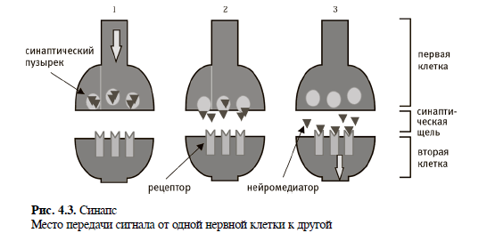 Синапс.png