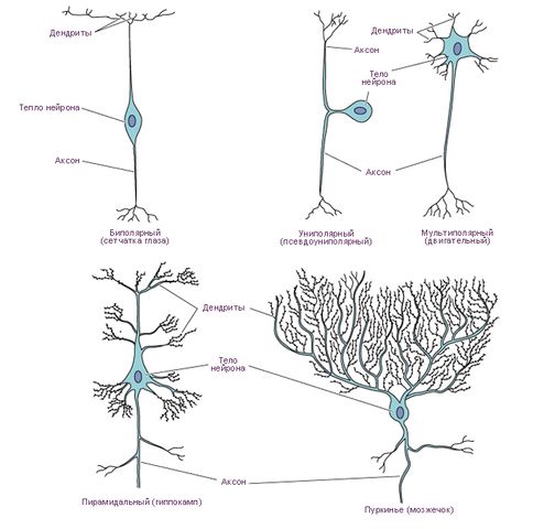 Типы_нейронов.jpg