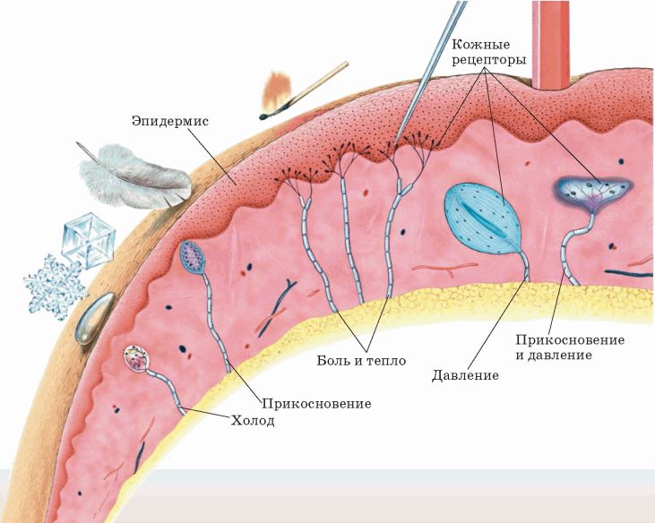 Кожные рецепторы.jpg