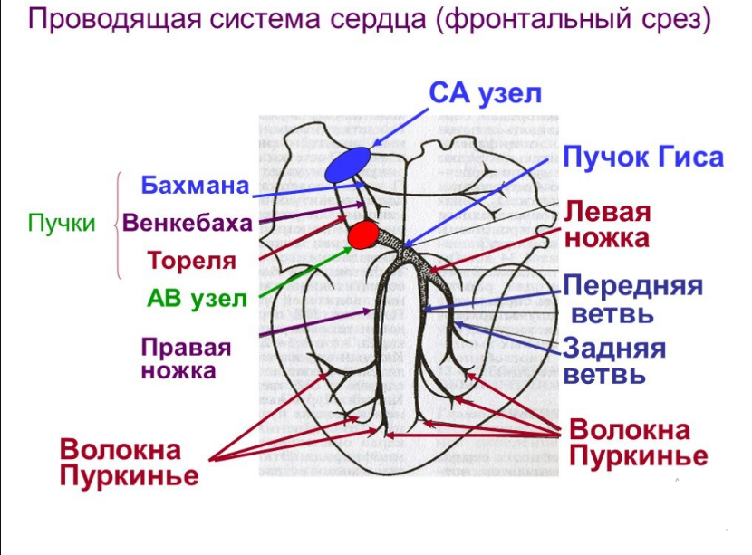 Проводящая система сердца.png