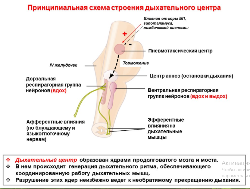 Дыхательный центр.png