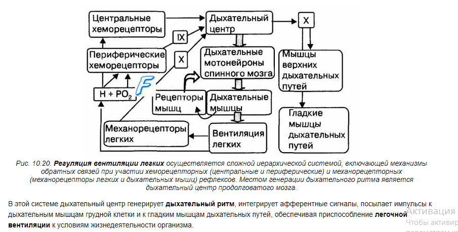 Дыхание1.png