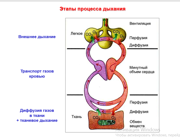 Процесс дыхания.png